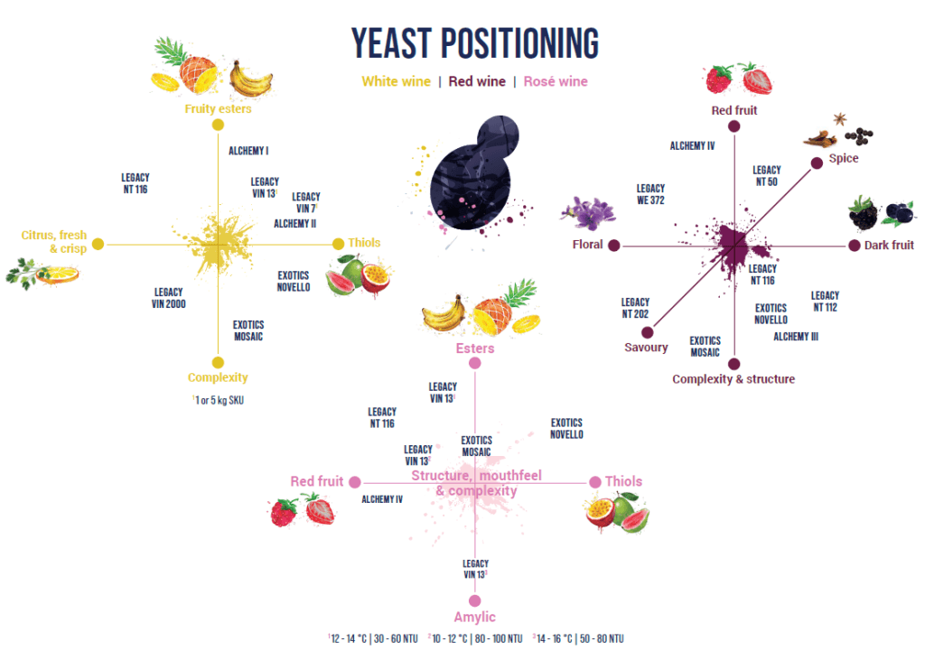Anchor-yeast-positionning