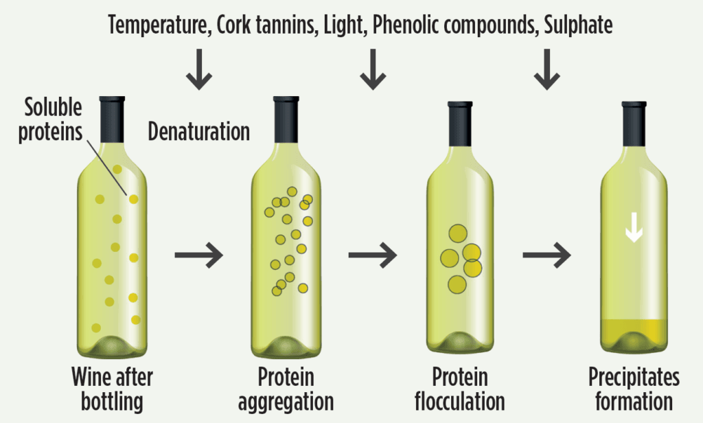 Schematic showing the unfolding and aggregation process of heat-unstable proteins in wine