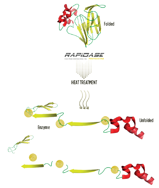 Mechanism of action of Rapidase Proteostab