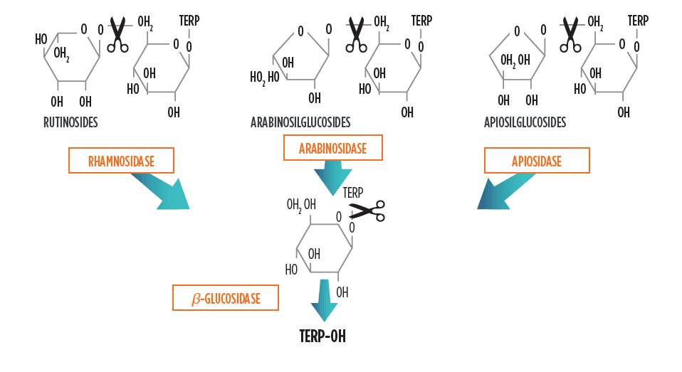 Aroma-Key-compounds-Glycoconjugates