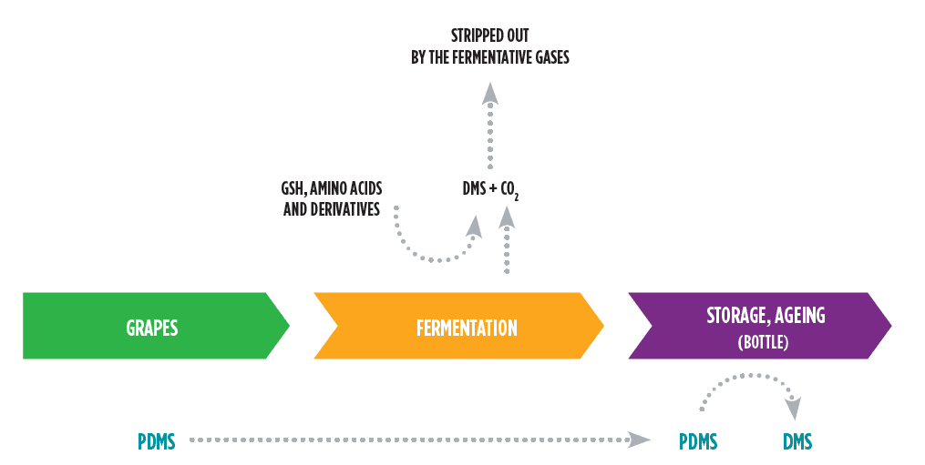 Aroma-Key-compounds-PDMS-dsm