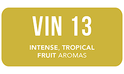 ANCHOR-yeast-legacy-VIN13-white-wine