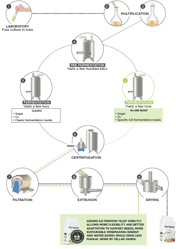 Yeast_fermivin_production oenobrands_wine