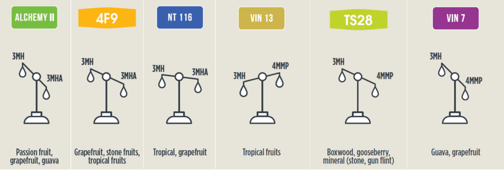 Oenobrands_wine yeast_thiols
